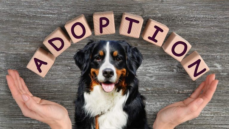 Lire la suite à propos de l’article Adoption chien et chat à la SPA proche Istres