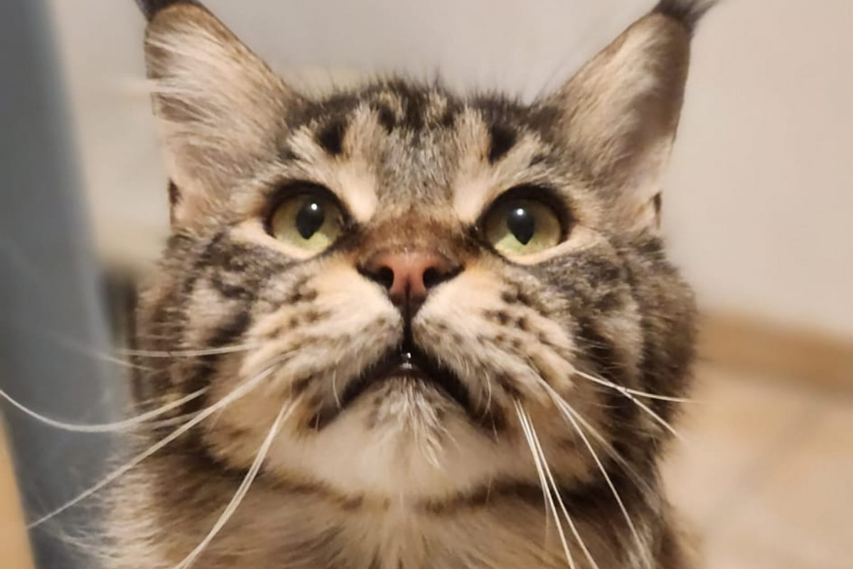Visite à domicile pour chat à Istres