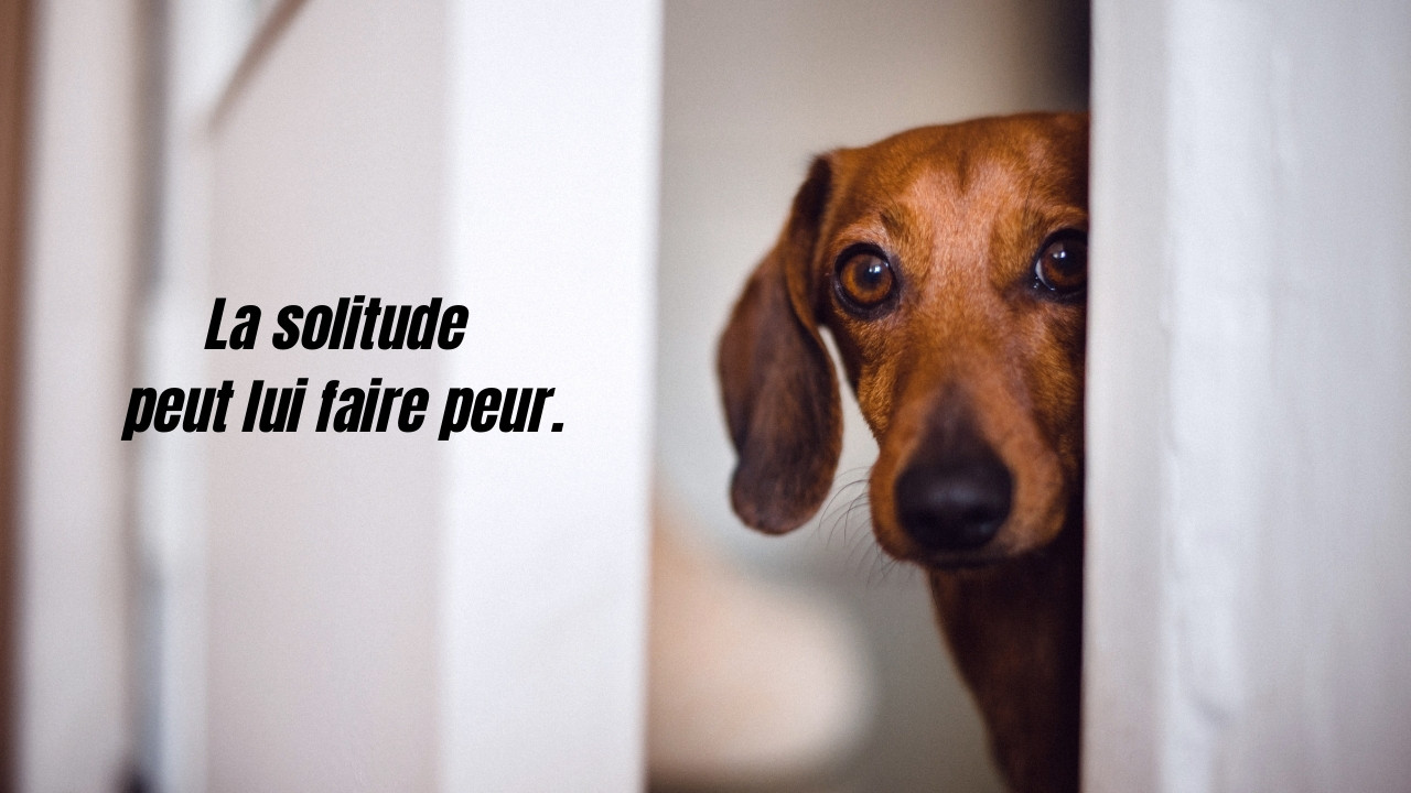 Lire la suite à propos de l’article Chien anxieux : comment l’aider en cas d’absence ?